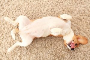 cute dog on carpet that needs to be cleaned