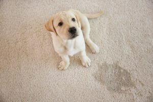 get help from pet stain removal experts