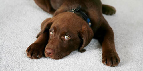 Puppy lying on carpet thats had its odor removed