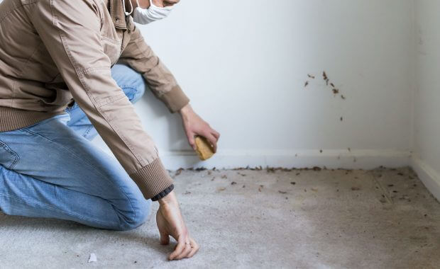 Professional Removing Mold form Carpet