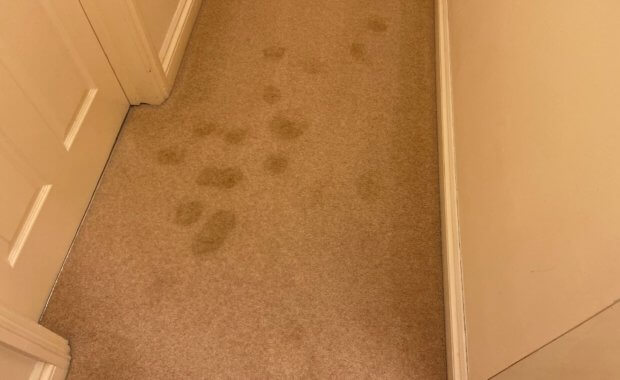Pet Stain Carpet Cleaner